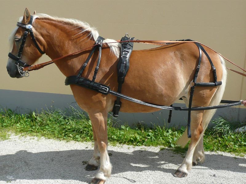 Brustblattgeschirr *Move* ab Shetty Brustblattgeschirr *Move* ab Shetty