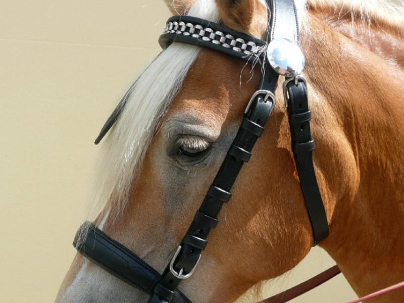 Brustblattgeschirr *Move* ab Shetty Brustblattgeschirr *Move* ab Shetty