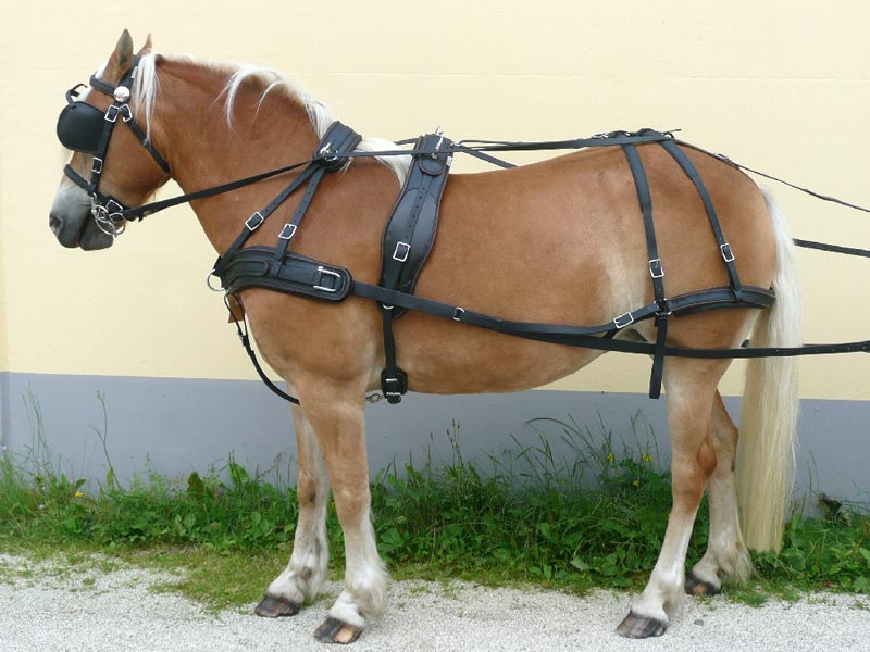 Arden Brustblattgeschirr Biothane Marathon Einspänner Arden Brustblattgeschirr Biothane Marathon Einspänner