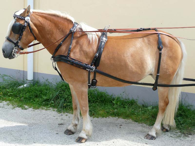 Ledergeschirr *Super Lux* Zweispänner Ledergeschirr *Super Lux* Zweispänner