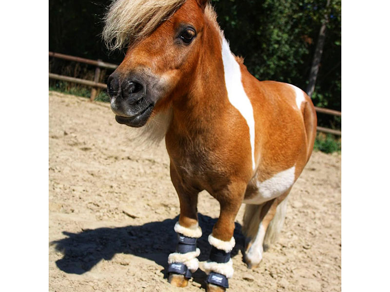 Softgamasche Shetty, 2er Set Softgamasche Shetty, 2er Set