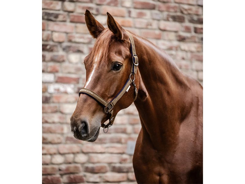 Halfter Athletic, versch. Farben Halfter Athletic, versch. Farben