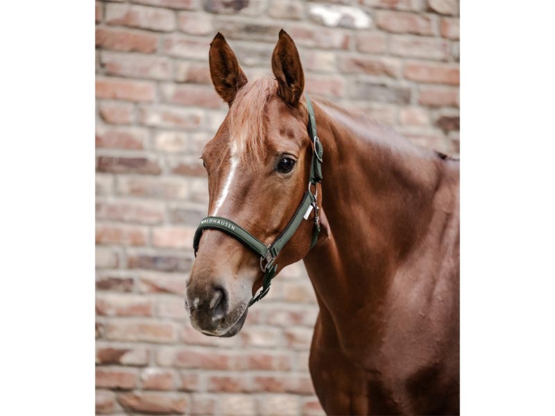 Halfter Athletic, versch. Farben Halfter Athletic, versch. Farben