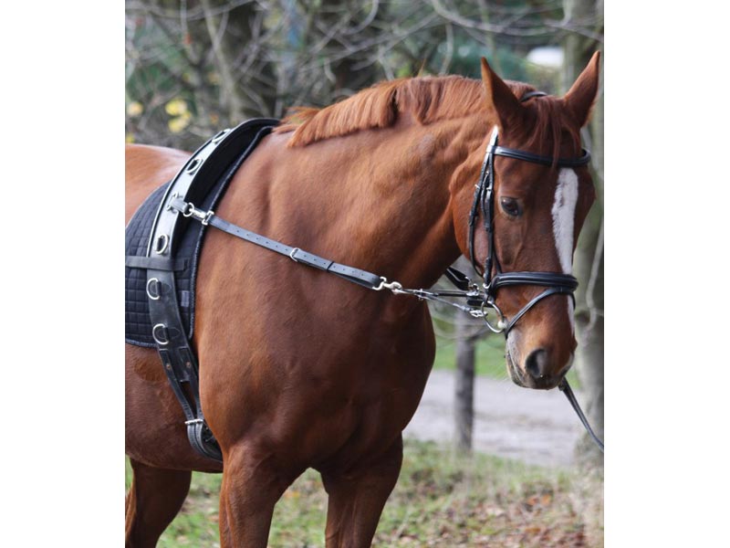 Reit - und Longierhilfe * Gentle Way* Reit - und Longierhilfe * Gentle Way*