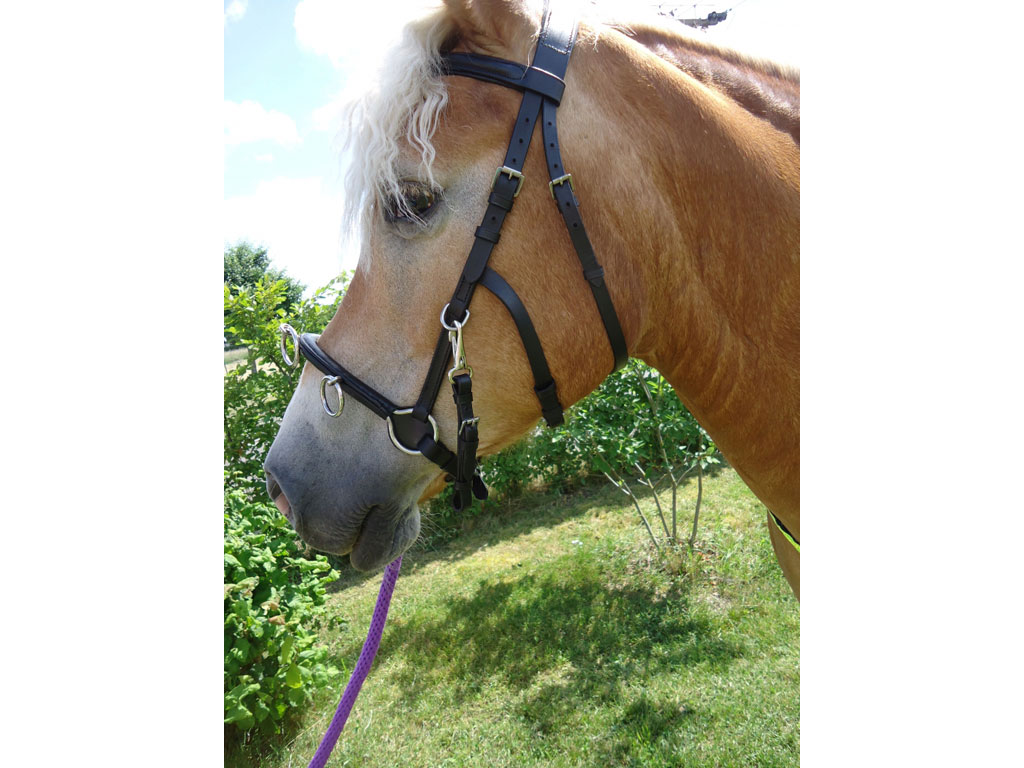 Kappzaum / Caveson jetzt von Mini-Shetty bis XXL Kappzaum / Caveson jetzt von Mini-Shetty bis XXL