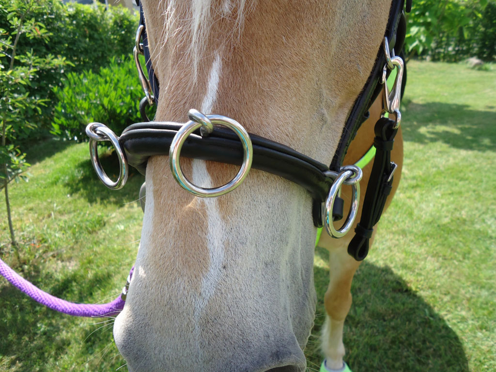 Kappzaum / Caveson jetzt von Mini-Shetty bis XXL Kappzaum / Caveson jetzt von Mini-Shetty bis XXL