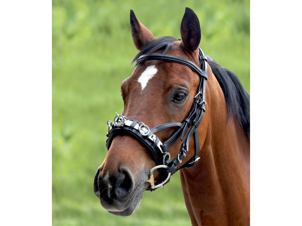 Kappzaum Waldhausen Kappzaum Waldhausen